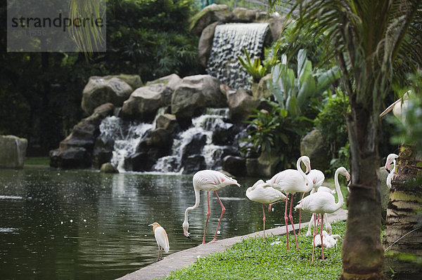 Flamingo  KL Vogelpark  Kuala Lumpur  Malaysia  Südostasien  Asien