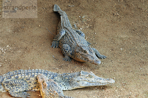 Junge Krokodile im Crocodile Breeding Centre  Laguna del Tesoro (Treasure Lagune)  Matanzas  Kuba  Westindische Inseln  Mittelamerika