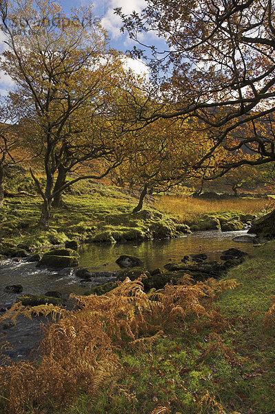Herbstfarben  Watendlath Beck  Borrowdale  Lake District-Nationalpark  Cumbria  England  Vereinigtes Königreich  Europa