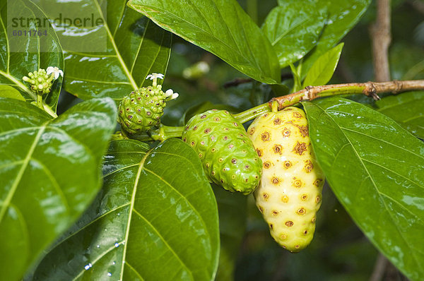 Nonu (Noni) Obst  Huahine  Französisch-Polynesien  Südsee  Pazifik