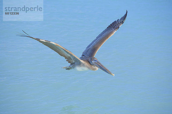 Pelikan fliegen über Meer  Key West  Florida  Vereinigte Staaten von Amerika  Nordamerika