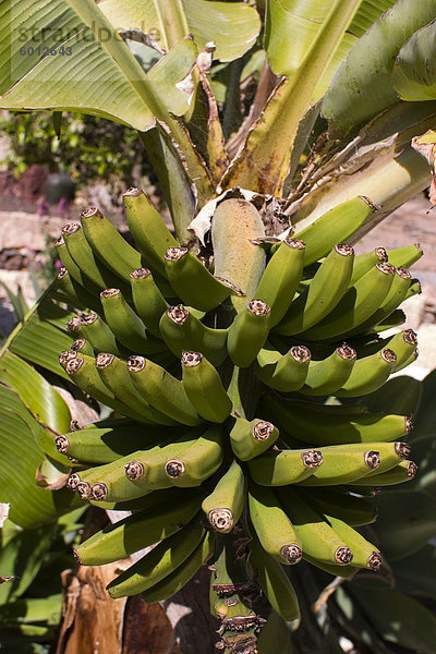 Unreife Bananen  Teneriffa  Kanarische Inseln  Spanien  Europa
