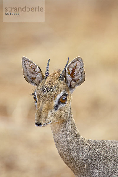 Männliche Gunther Dik Dik (Rinchotragus Spermaspeicherung)  Samburu National Reserve  Kenia  Ostafrika  Afrika