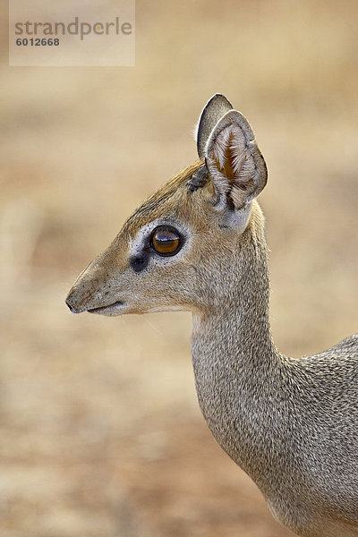 Männliche Gunther Dik Dik (Rinchotragus Spermaspeicherung)  Samburu National Reserve  Kenia  Ostafrika  Afrika