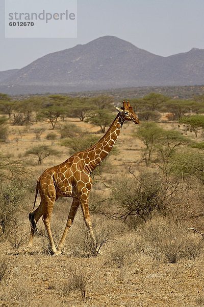 Retikulierter Giraffe (Giraffa Camelopardalis Reticulata)  Samburu National Reserve  Kenia  Ostafrika  Afrika