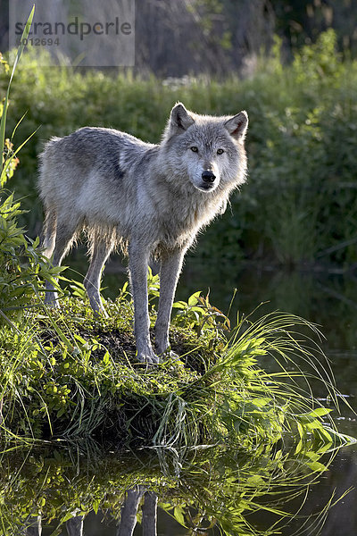 Grauwolf Canis lupus pambasileus Amerika Nordamerika Gefangenschaft Verbindung Minnesota Sandstein