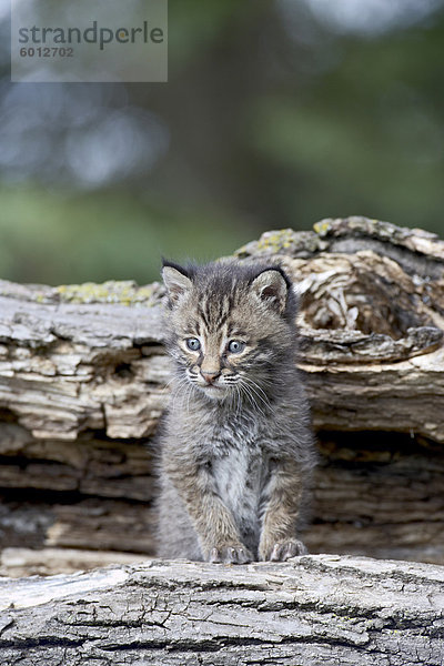 Sibirischer Luchs (Eurasian Lynx) (Lynx Lynx) Kätzchen  aus Sandstein  Minnesota  Vereinigte Staaten von Amerika  Nordamerika