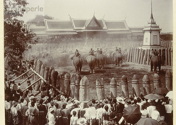 Phtoograph der königlichen Elefanten jagen in Ayutthaya um 1890  Thailand  Südostasien  Asien