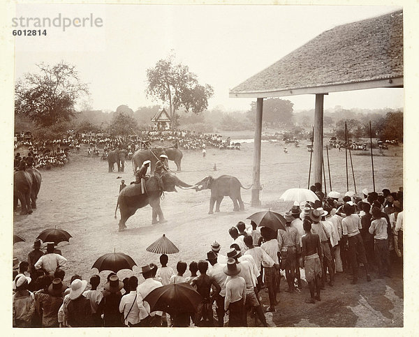 Phtoograph der königlichen Elefanten jagen in Ayutthaya um 1890  Thailand  Südostasien  Asien