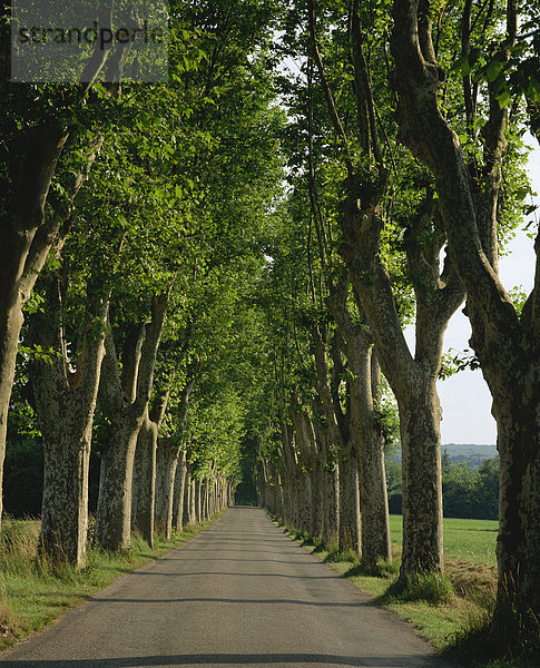 Gerade  leer  von Bäumen gesäumten Straße  Normandie  Frankreich  Europa