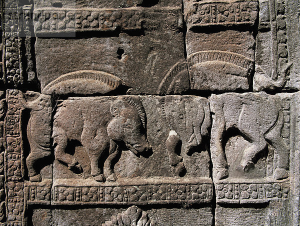 Erleichterung der Wildschweine kämpfen aus dem 11. Jahrhundert  Bapuon  Angkor  UNESCO Weltkulturerbe  Kambodscha  Indochina  Südostasien  Asien