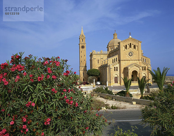 Oleander Busch vor der Ta Pinu Kathedrale auf Gozo  Malta  Europa