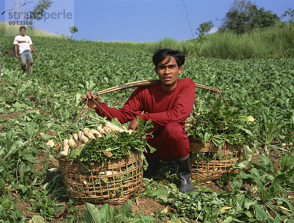 Man Ernte Rüben aus einem Feld auf einer Farm bei Phisanolok  Thailand  Südostasien  Asien