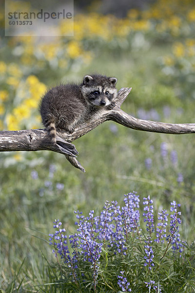 Kind Waschbär (Procyon Lotor) in Gefangenschaft  Tiere von Montana  Bozeman  Montana  Vereinigte Staaten von Amerika  Nordamerika