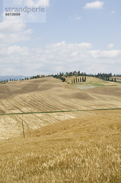 Typische Ansicht der toskanischen Landschaft  Le Crete (The Kreta)  Toskana  Italien  Europa