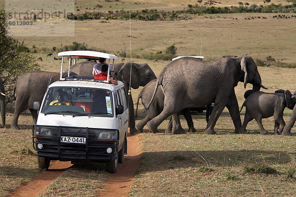 Touristen auf Safari zu sehen eine Herde von Elefanten in der Masai Mara National Reserve  Kenia  Ostafrika  Afrika