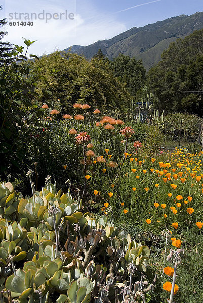 Garten am Big Sur Bakery  Big Sur  California  Vereinigte Staaten von Amerika  Nordamerika