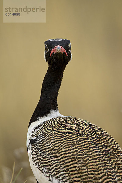 Männliche nördliche schwarze Vögel (Lophotis Afraoides)  Kgalagadi Transfrontier Park  umfasst das ehemalige Kalahari Gemsbok National Park  Südafrika  Afrika