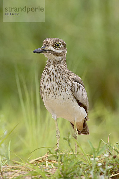 Wasser Thickknee oder Wasser Dikkop (Burhinus Vermiculatus)  Greater Limpopo Transfrontier Park  umfasst das ehemalige Kruger National Park  Südafrika  Afrika