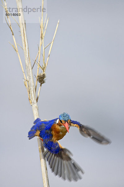 Hauben-Zwergfischer (Alcedo Cristata) abheben  Greater Limpopo Transfrontier Park  umfasst das ehemalige Kruger National Park  Südafrika  Afrika