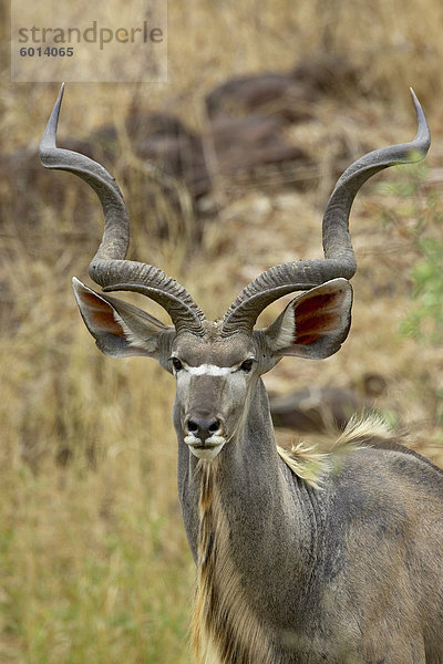 Männliche große Kudu (Tragelaphus Strepsiceros)  Krüger Nationalpark  Südafrika  Afrika
