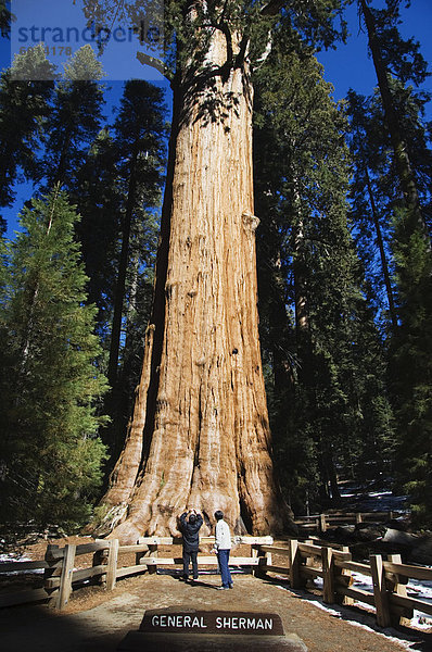 Touristen den Schatten gestellt durch die General Sherman Sequoia Baum  größten in der Welt nach Volumen  Sequoia National Park  California  Vereinigte Staaten von Amerika  Nordamerika