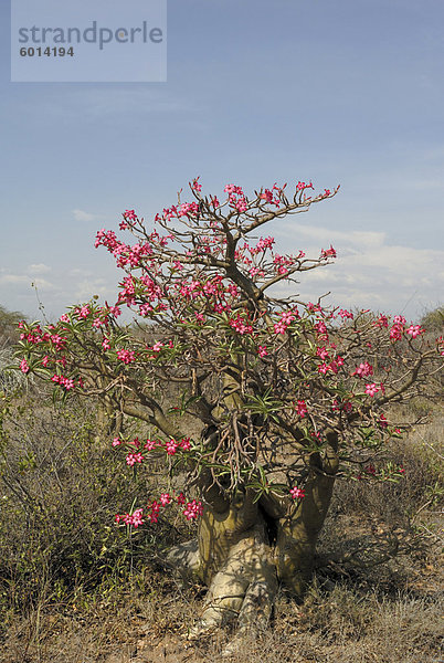 Wüste Rose  Kenia  Ostafrika  Afrika