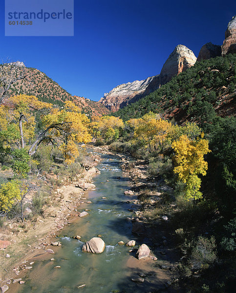 Nationalpark Farbaufnahme Farbe Berg Amerika Baum Hintergrund Fluss Nordamerika vorwärts Verbindung Regenwald Pappel Sonne Utah