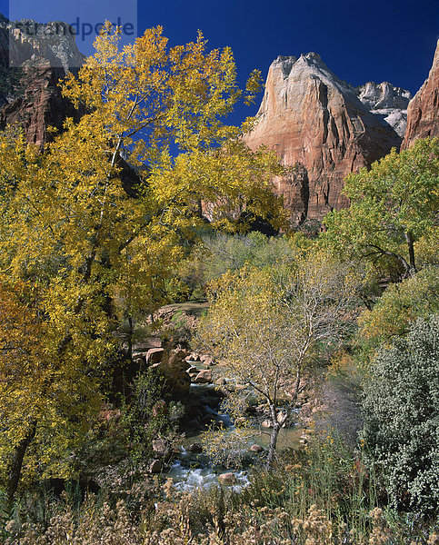 Bäume im Herbst Farben unter Gipfel am Hof der Patriarchen in Zion National Park  Utah  Vereinigte Staaten von Amerika  Nordamerika