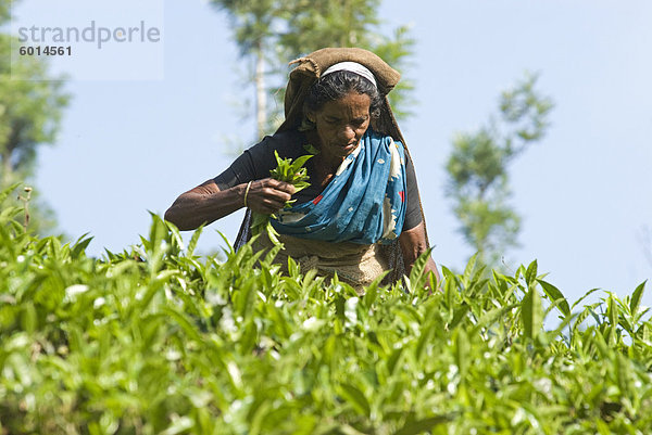 Frau Kommissionierung Tee  Vythiri  Wayanard in Kerala  Indien  Asien