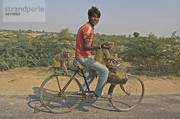 Junger Mann Radfahren mit zwei Affen  Tonk Bezirk  Rajasthan  Indien  Asien