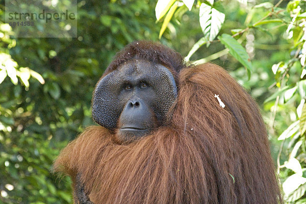 Halbwilden Orang Utan (Pongo Pygmaeus) bei Semengok Orang-Utan Sanctuary und Rehabilitationszentrum  Kuching  Sarawak  Malaysia Borneo  Malaysia  Südostasien  Asien