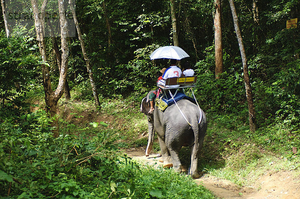 Reiten Elefanten in die Highlands Chalong  Phuket  Thailand  Südostasien  Asien