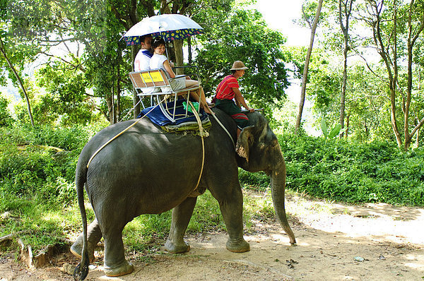 Reiten Elefanten in die Highlands Chalong  Phuket  Thailand  Südostasien  Asien