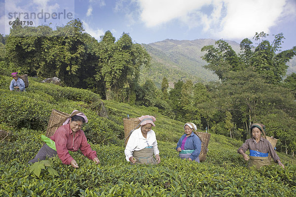 Frauen Tee pflücken  Goomtee Teeplantage  Kurseong  West Bengal  Indien  Asien