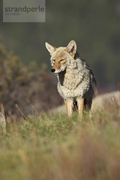 Kojote (Canis Latrans)  Rocky-Mountain-Nationalpark  Colorado  Vereinigte Staaten von Amerika  Nordamerika
