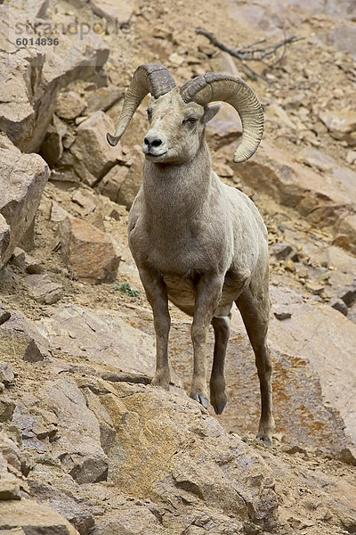 Das Dickhornschaf (Ovis Canadensis) ram auf felsigen Hang  Colorado  Vereinigte Staaten von Amerika  Nordamerika