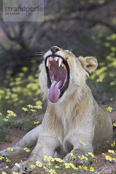 Jungen männlichen Löwen (Panthera Leo) Gähnen  Kgalagadi Transfrontier Park  umfasst das ehemalige Kalahari Gemsbok Nationalpark  Nordkap  Südafrika  Afrika