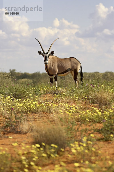 Spießbock (südafrikanische Oryx ®) (Oryx Gazella) ansehen unter gelbe Wildblumen  Kgalagadi Transfrontier Park  umfasst das ehemalige Kalahari Gemsbok Nationalpark  Nordkap  Südafrika  Afrika