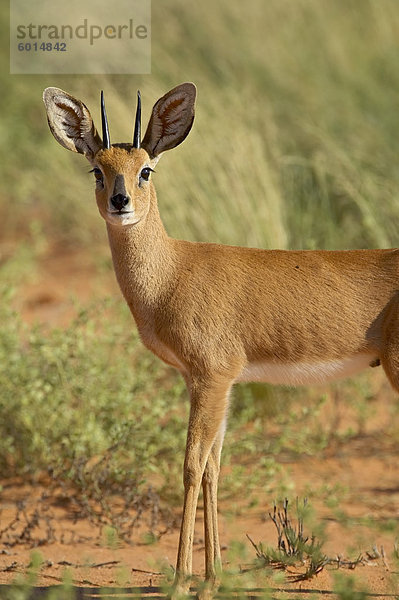 Männliche Steinböckchen (Raphicerus Campestris)  Kgalagadi Transfrontier Park  umfasst das ehemalige Kalahari Gemsbok Nationalpark  Nordkap  Südafrika  Afrika