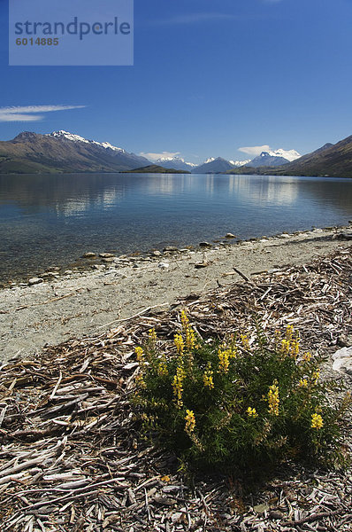 Sommerblumen  die am Rande des Lake Wakatipu wächst in der Nähe von Queenstown  Otago  Südinsel  Neuseeland  Pazifik