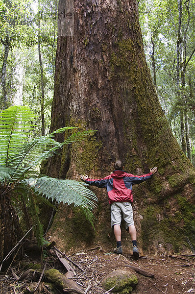 Wanderer auf der Tall Trees Walk in den Schatten gestellt von riesigen Bäumen  Mount Felder Nationalpark  Tasmanien  Australien  Pazifik