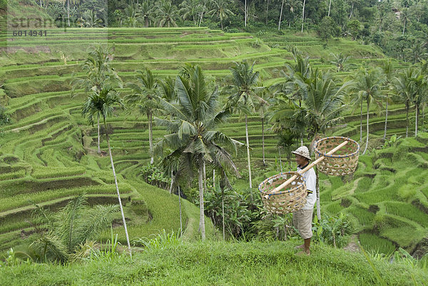 Reis-Terrassen in der Nähe von Tegallalang Village  Bali  Indonesien  Südostasien  Asien