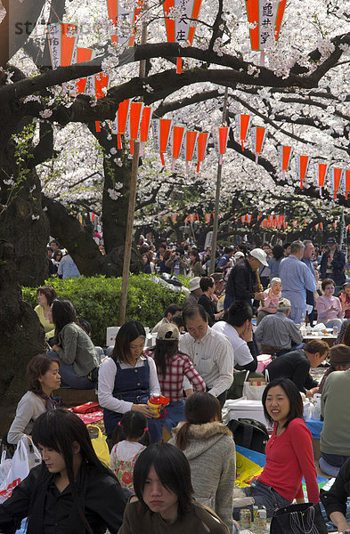 Gruppen von jungen Leuten zusammen sitzen unter Bäumen  Cherry Blossom Festival  Sakura  Ueno Koen  Tokio  Honshu  Japan  Asien