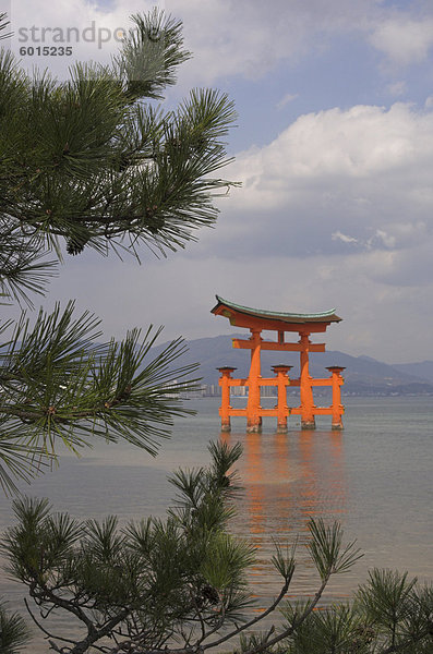 Schwebende Torii  gesehen durch Kiefer  Itsuku-Shima-Jinja  UNESCO Weltkulturerbe  Miyajima  Honshu  Japan  Asien
