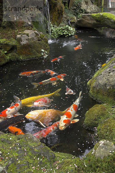 Bunte Karpfen in typischen japanischen Gartenteich  Higashiyama  Kyoto  Kansai  Honshu  Japan  Asien