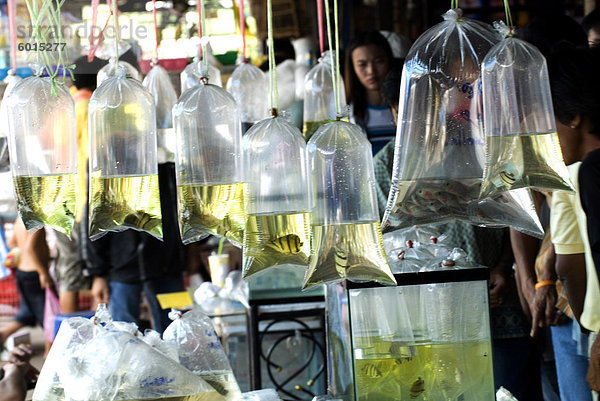 Taschen von tropischen Fischen  Chatuchak Wochenende Markt  Bangkok  Thailand  Südostasien  Asien