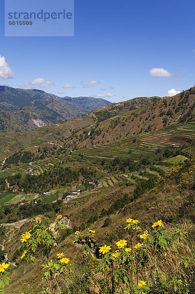 Gelbe Sommerblumen und terrassierten Felder  Mount Pulag Nationalpark  Kabayan Stadt  die Berge der Cordillera  Benguet Provinz  Luzon  Philippinen  Südostasien  Asien
