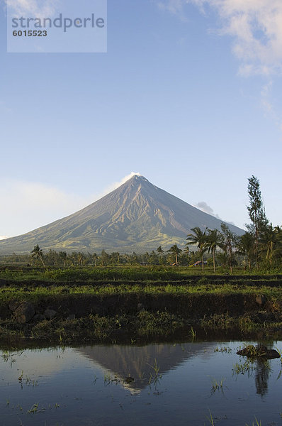 Mount Mayon  2462 m  nahezu perfekte Vulkan Kegel mit Rauchfahne reflektiert im Reisfeld  Provinz Bicol  südöstlichen Luzon  Philippinen  Südostasien  Asien