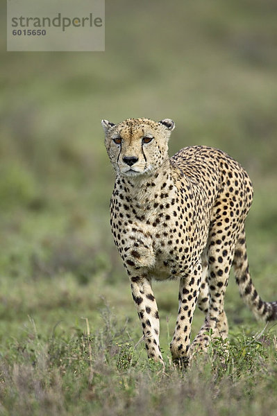 Gepard (Acinonyx Jubatus) in Richtung Zuschauer  Serengeti Nationalpark  Tansania  Ostafrika  Afrika